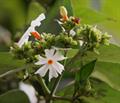 Night-flowering Jasmine